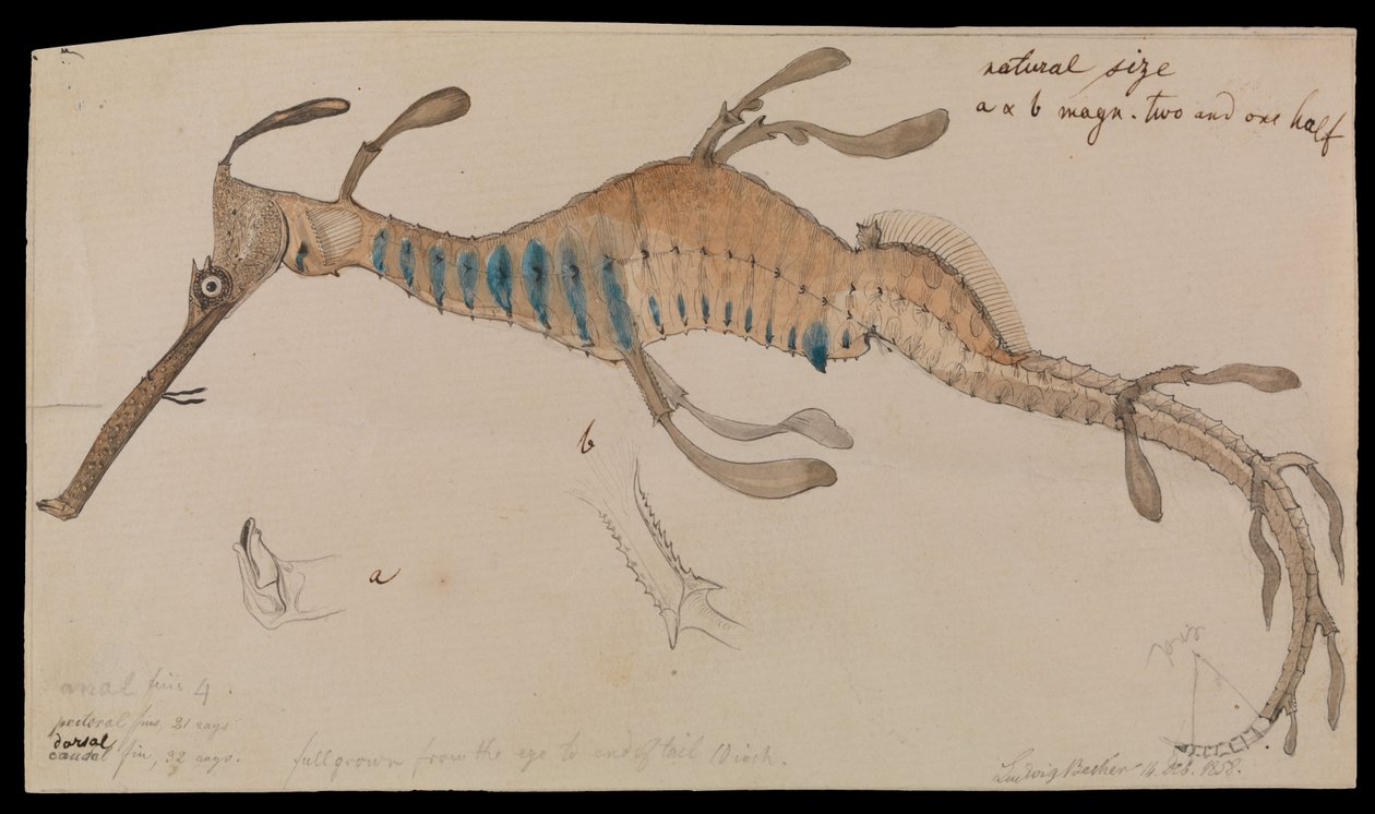 Weedy Seadragon, Phyllopteryx foliatus by Ludwig Becker