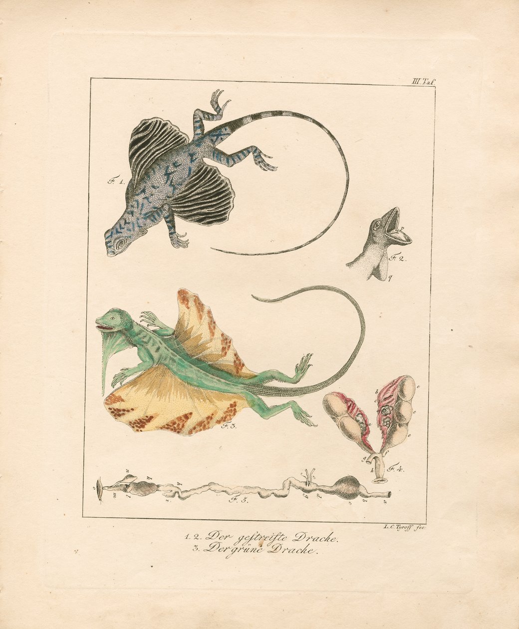 Uçan Ejderhalar ve Anatomileri (elle renklendirilmiş bakır levha gravür) by Ludwig Christoph Tyroff