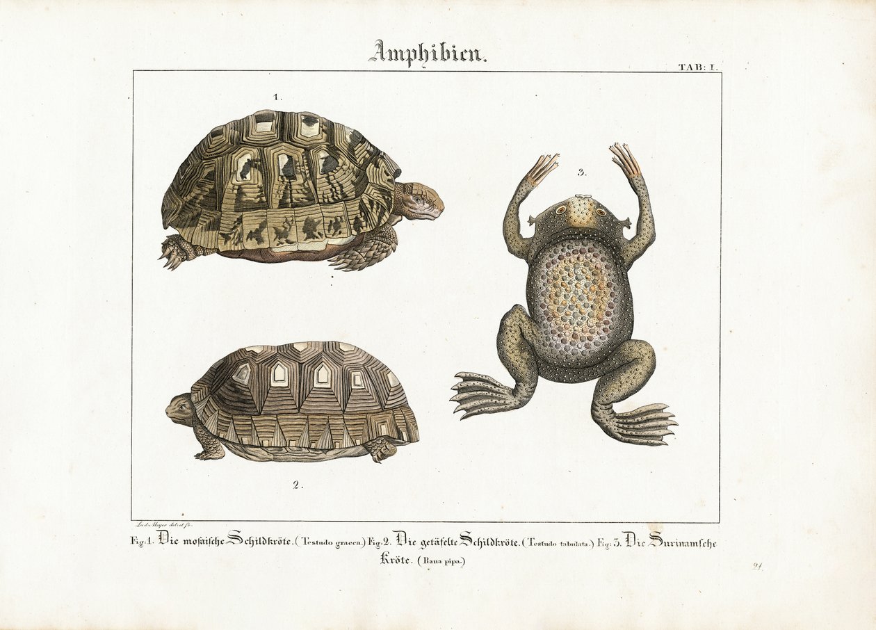 Amfibiler: Yunan Kaplumbağası, Kırmızı Ayaklı Kaplumbağa ve Surinam Kurbağası by Ludwig Meyer