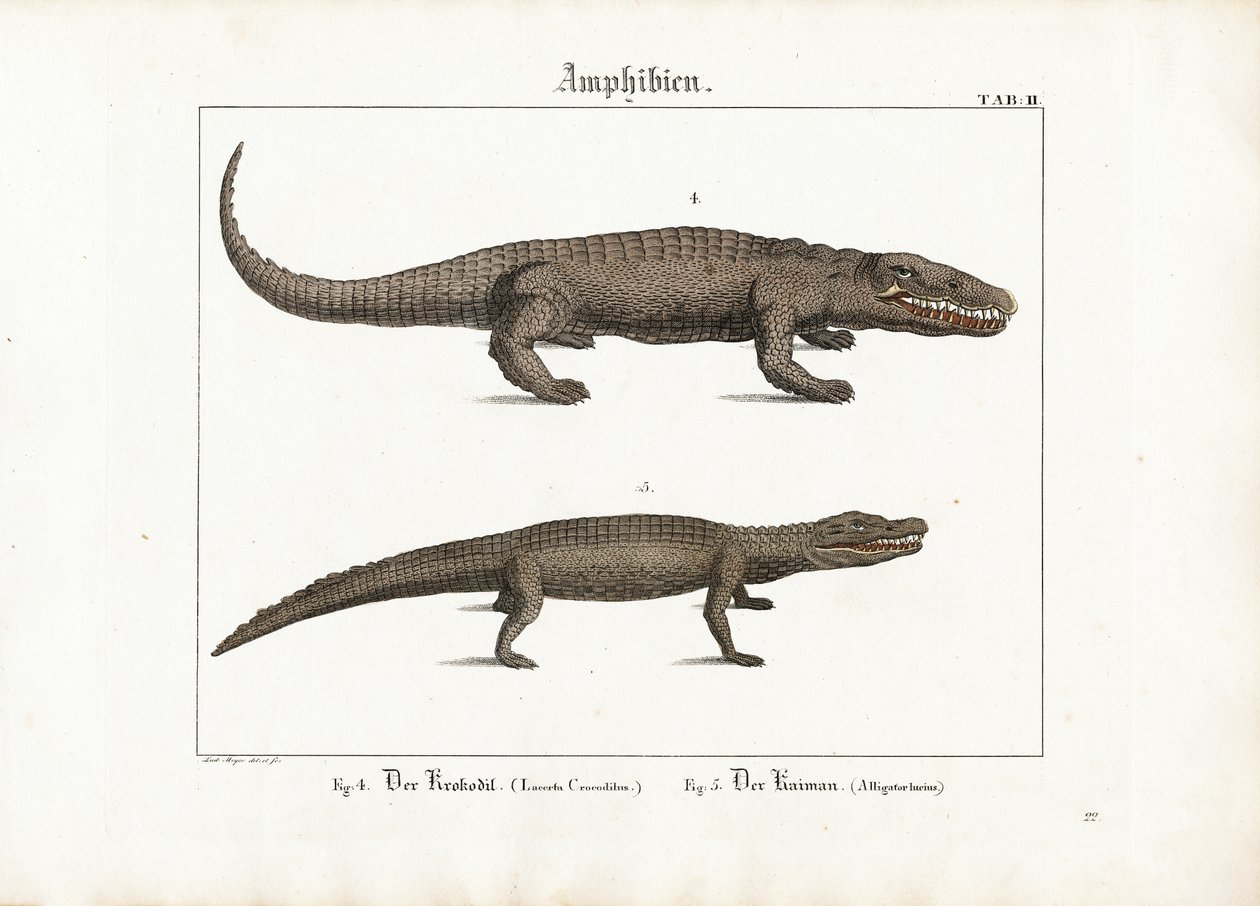 Timsah ve Kayman by Ludwig Meyer
