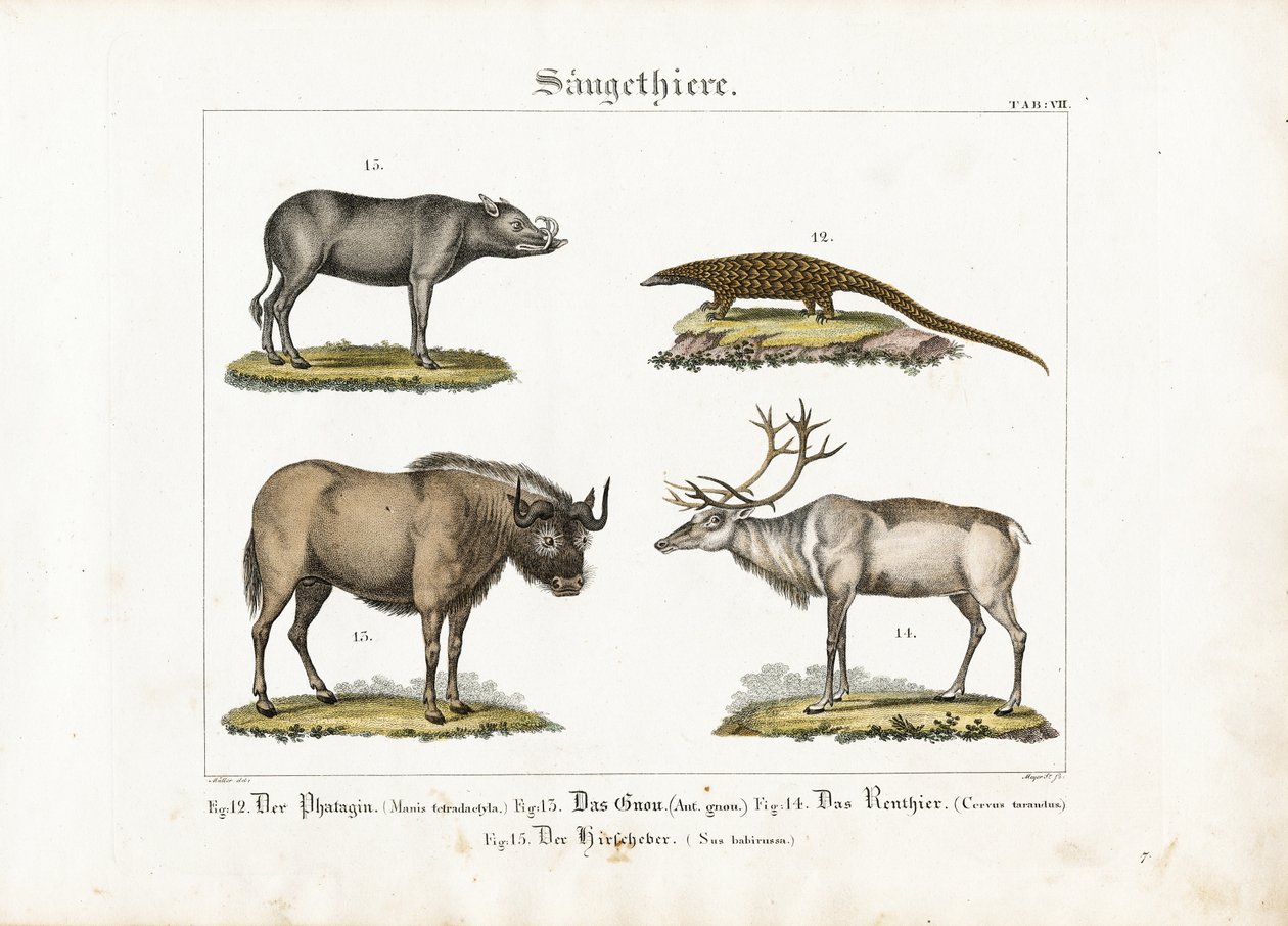 Egzotik Memeliler: Pangolin, Antilop, Ren Geyiği ve Babirusa by Ludwig Meyer