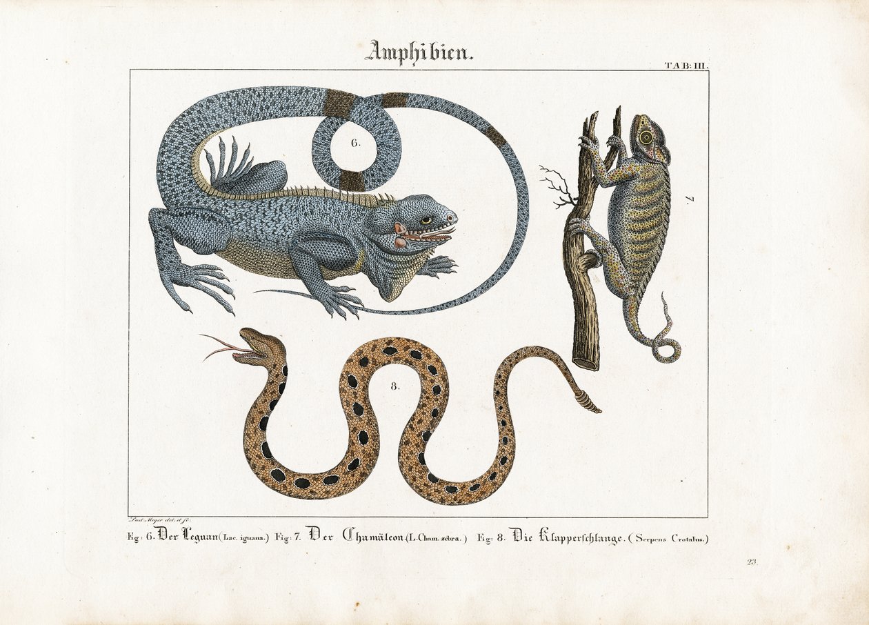 İguana, Bukalemun ve Çıngıraklı Yılan by Ludwig Meyer