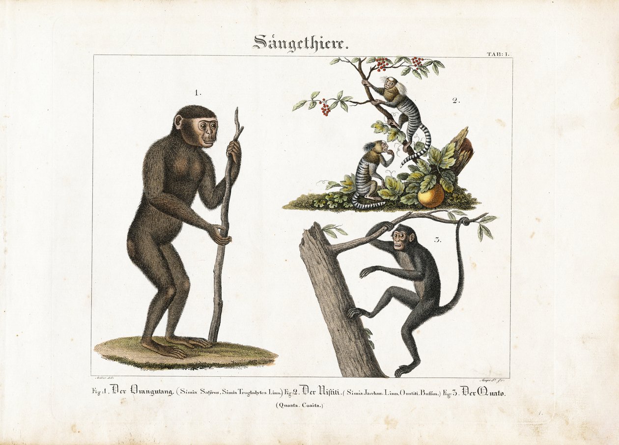 Primatlar: Orangutan, Bayağı Marmoset ve Örümcek Maymun by Ludwig Meyer
