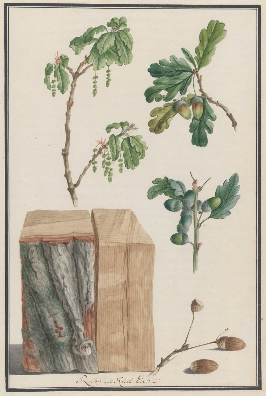 Bir İngiliz meşesi Quercus robur