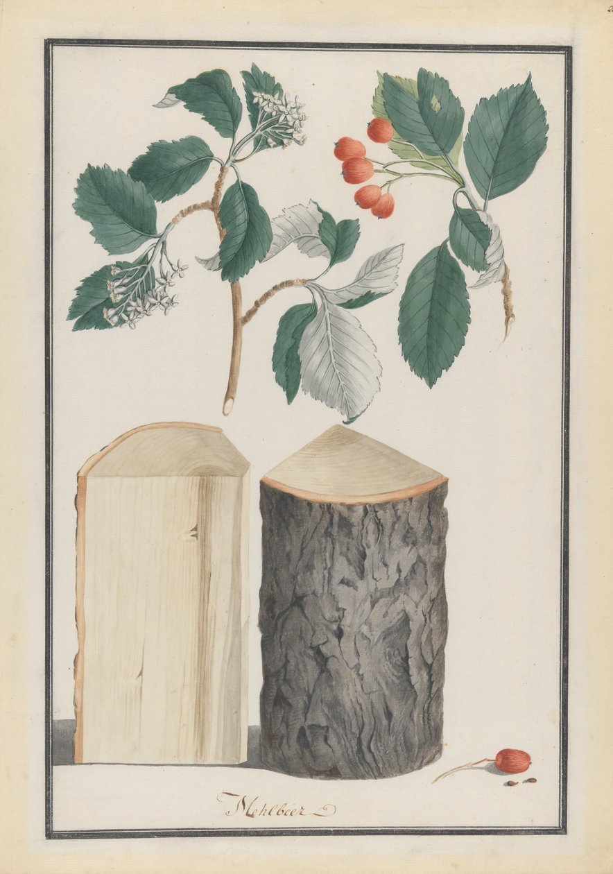 Beyaz ışın Sorbus alt cinsi Aria, 1788