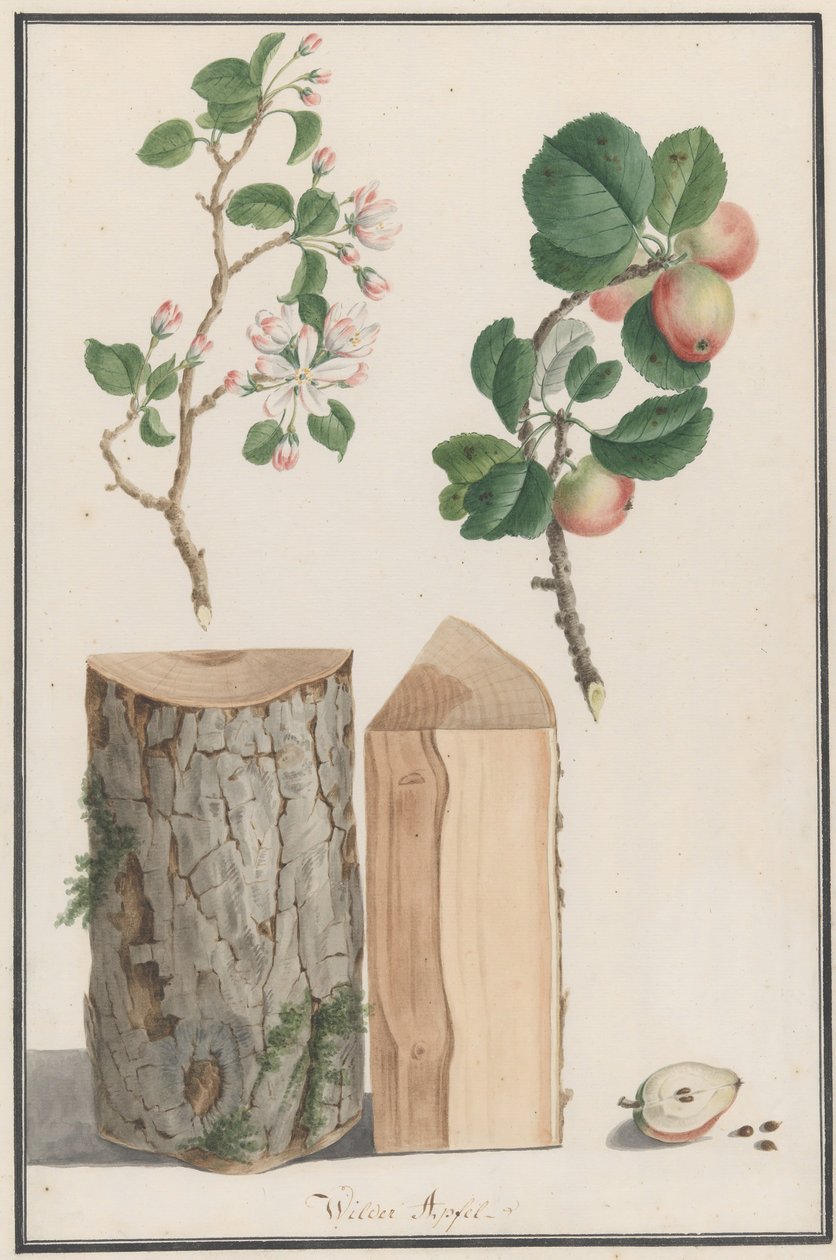 Yabani elma ağacının gövdesi, çiçekleri ve meyvesi üzerine çalışmalar Malus sylvestris, 1788. by Ludwig Pfleger