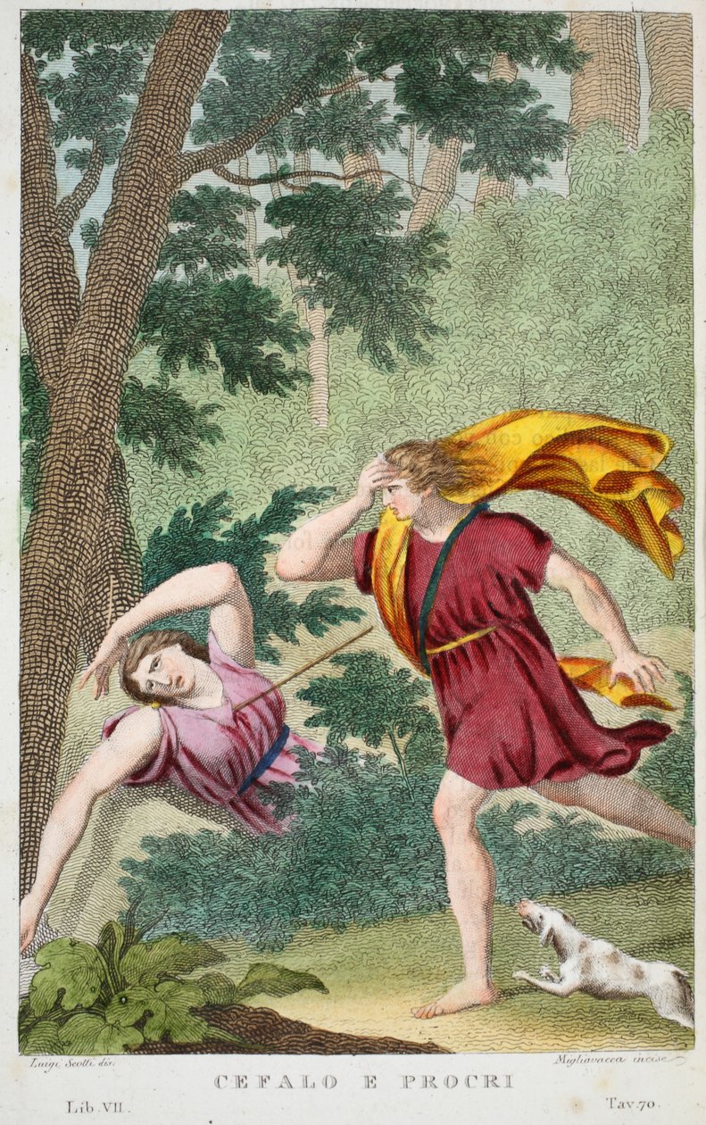 Cephalus ve Procris veya Cefalo e Procri, Kitap VII, Ovid