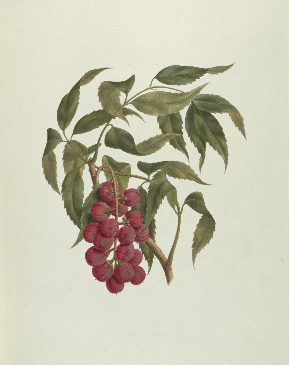 Korsuma (Bersama abyssinica) (kağıt üzerinde kurşun kalem üzerine klozet ve gövde rengi) by Luigi Balugani