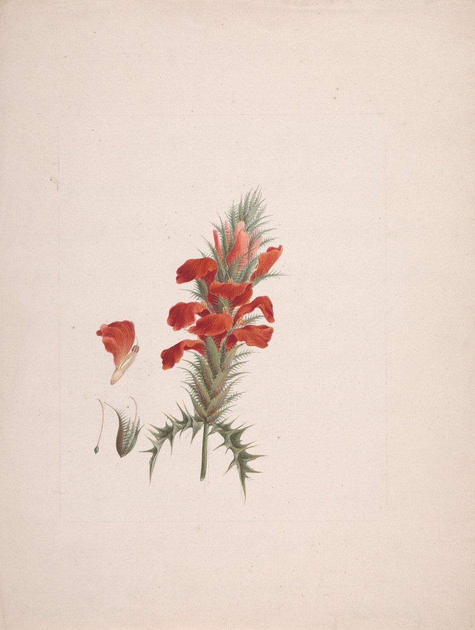 Acanthus Sennii Chiov. : ek ayrıntılarla tamamlanmış çizim by Luigi Balugani
