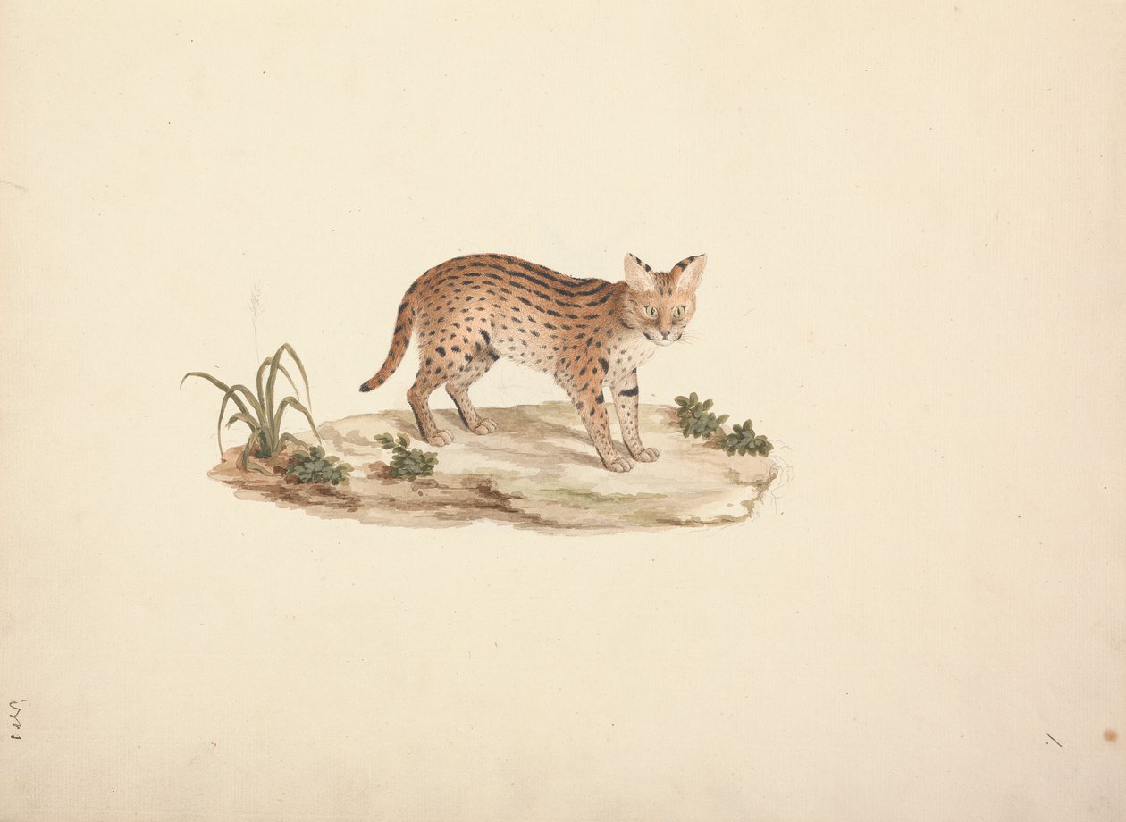 Afrika Yaban Kedisi veya Serval by Luigi Balugani