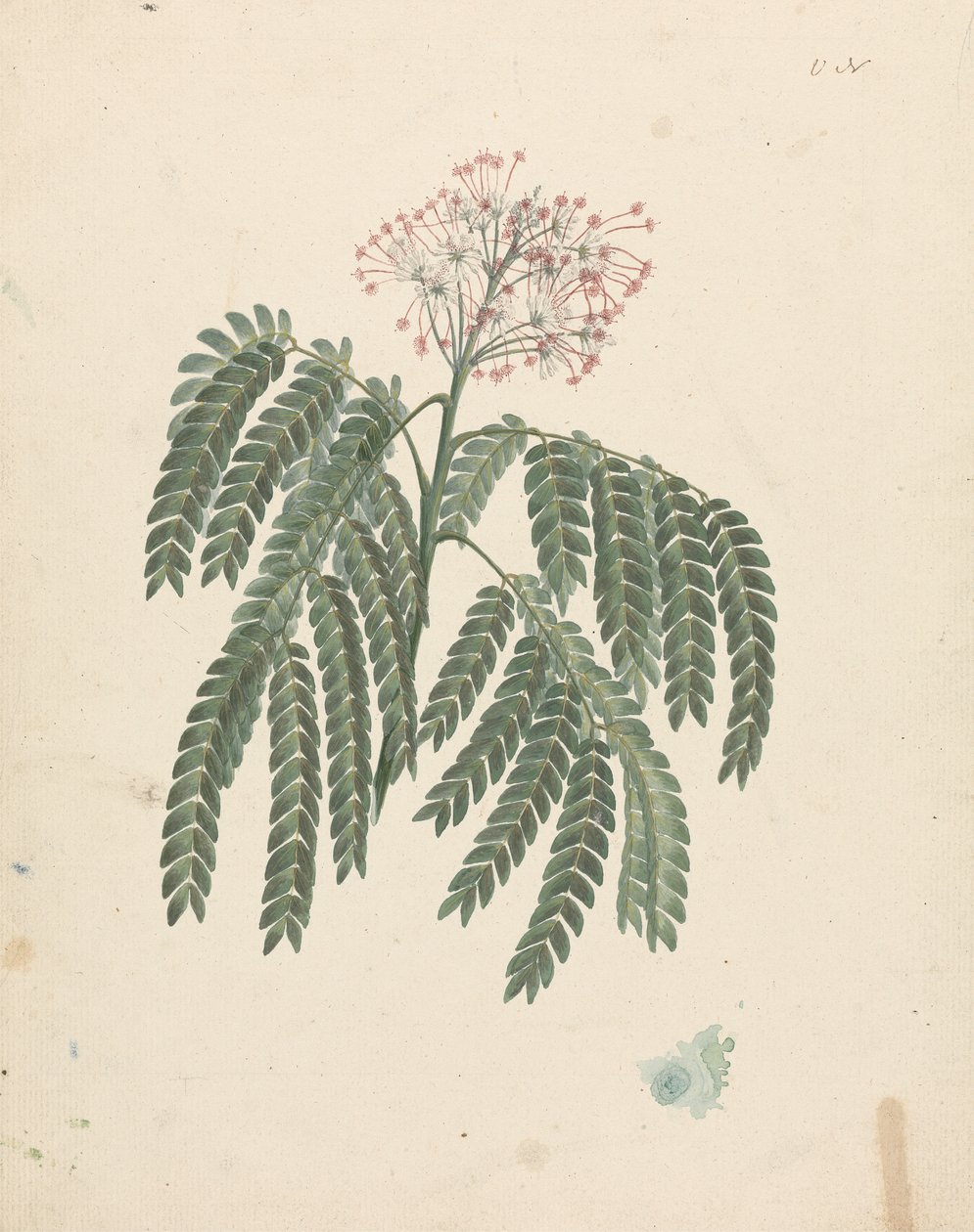 Albizia gummifera (JFGmel.) CA Sm. (Gummy Albizia Ağacı): çiçekli kafada küçük değişikliklerle tamamlanmış çizim by Luigi Balugani