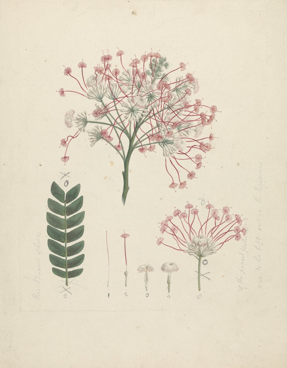 Albizia gummifera (JF Gmel.) CA Sm. (Gummy Albizia Ağacı): çiçeklenme, çiçek ve yaprak detaylarıyla birlikte çiçekli sürgün başının çizimi tamamlandı by Luigi Balugani