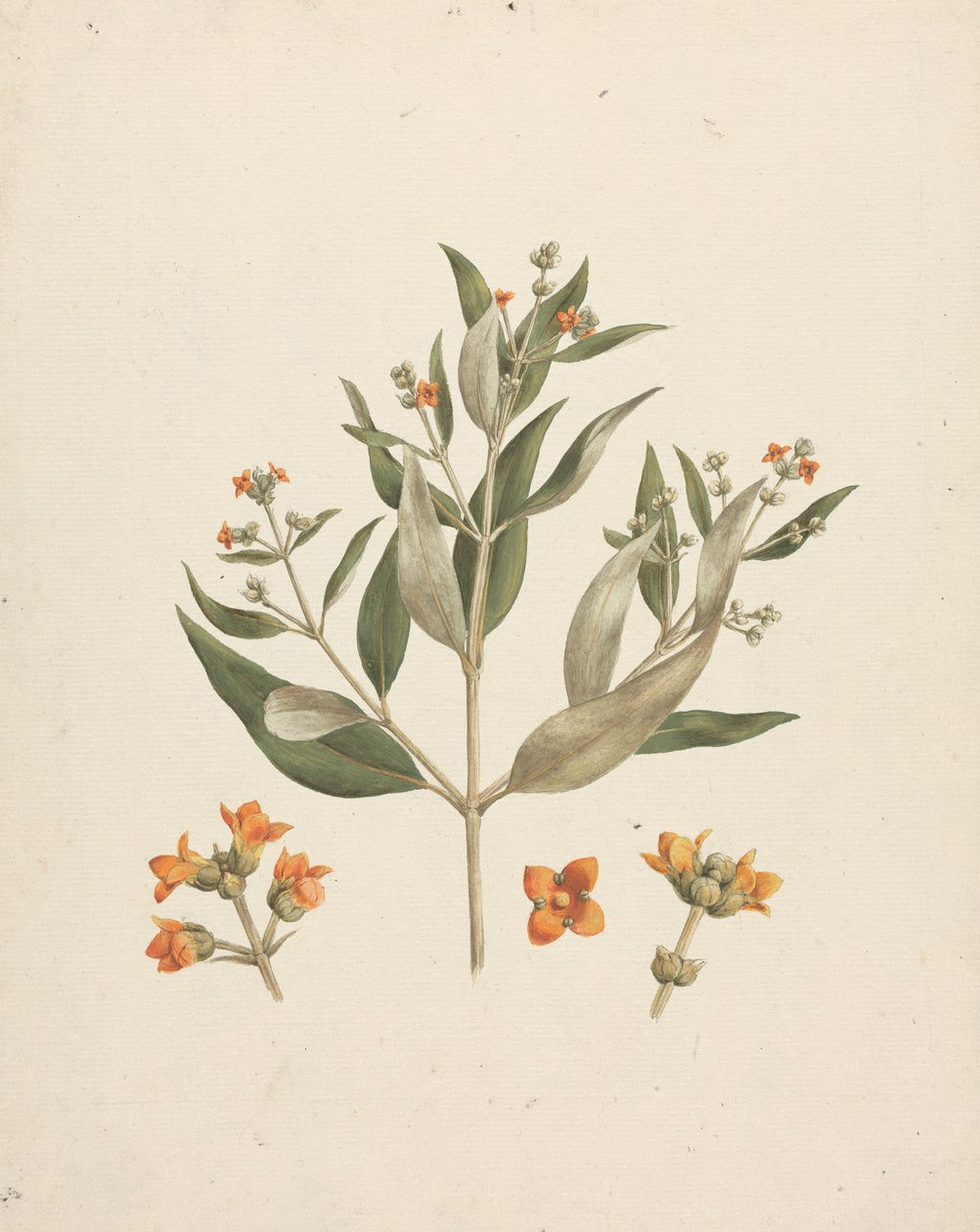 Avicennia marina (Forssk.) Vierh. (Beyaz Mangrov): çiçek detayları ile çiçekli sürgünün çizimi tamamlandı by Luigi Balugani
