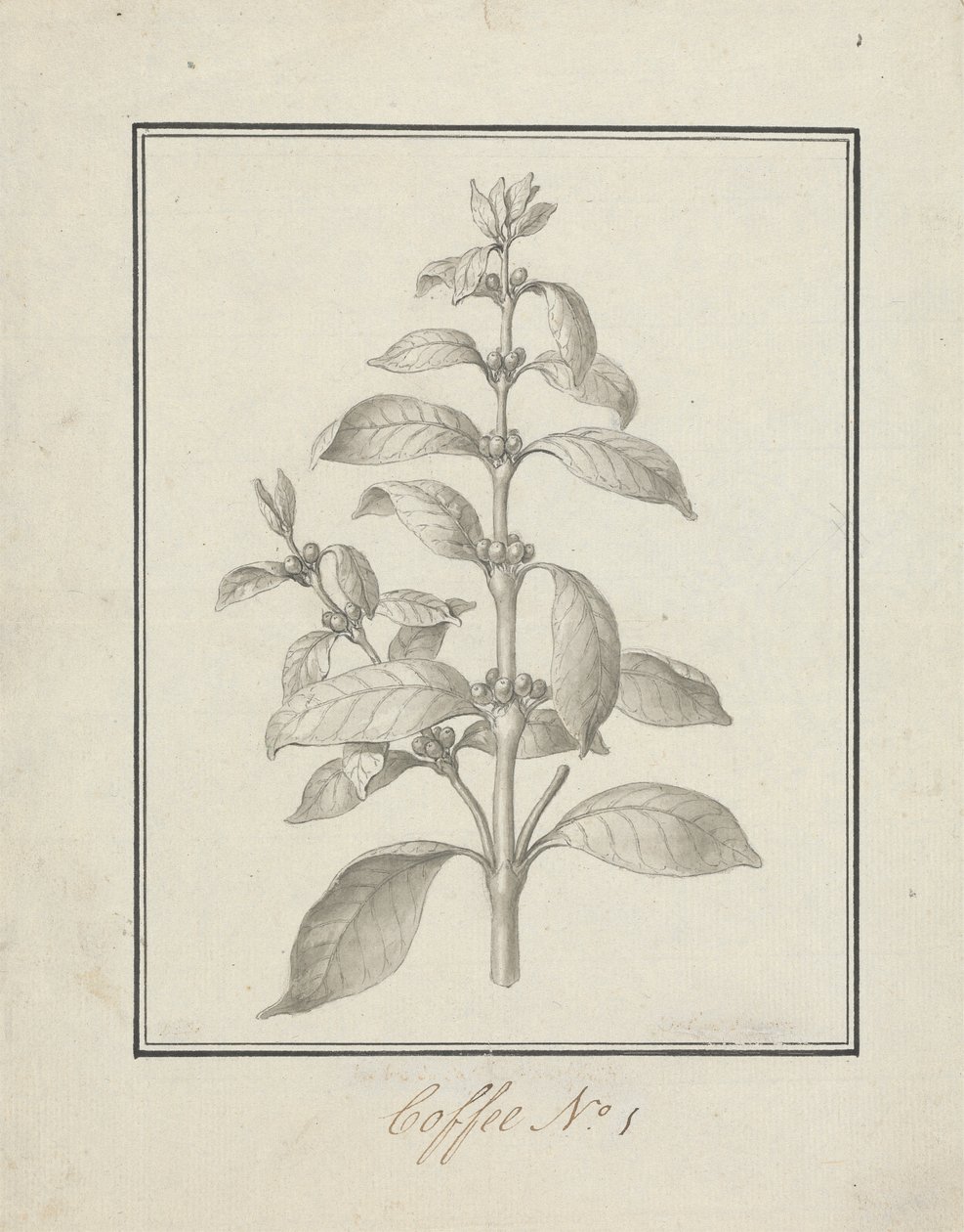 Coffea arabica L. (Arabica Kahvesi): yapraklı filiz ve yemişlerin bitmiş çizimi by Luigi Balugani
