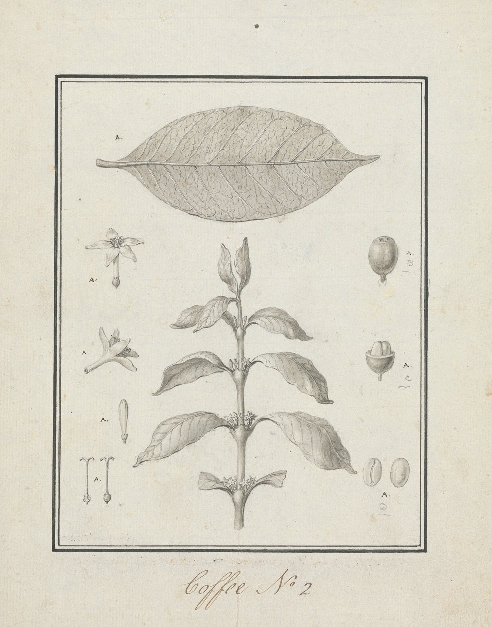 Coffea arabica L. (Arabica Kahvesi): çiçek, yaprak ve meyve detaylarıyla yapraklı sürgün çizimi tamamlandı by Luigi Balugani