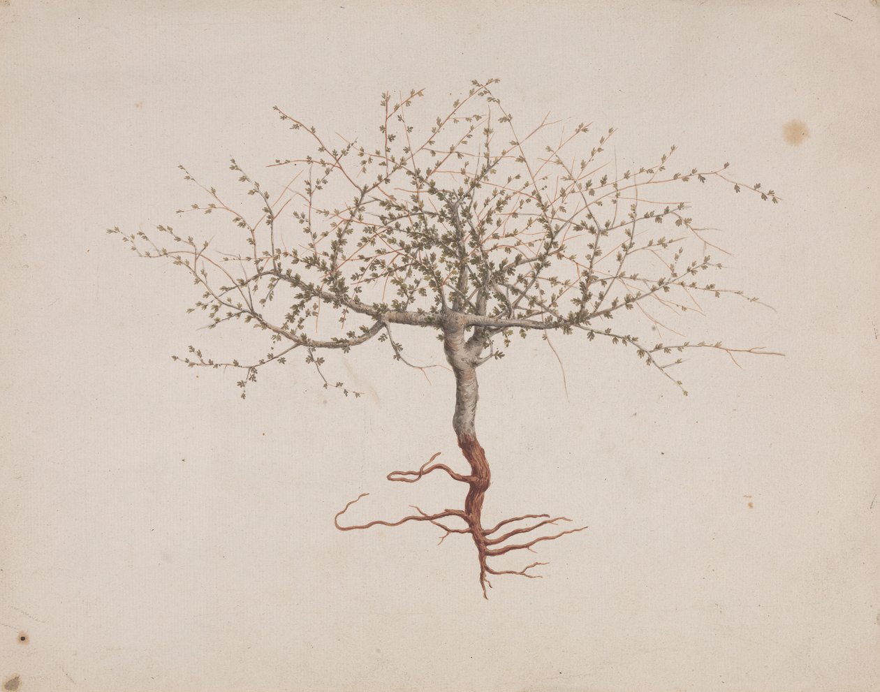 Commiphora gileadensis (L.) C. Chr. (Gilead Merhemi, Opobalsam): ağacın alışkanlığı varsa (köklerle birlikte) çizim tamamlandı by Luigi Balugani