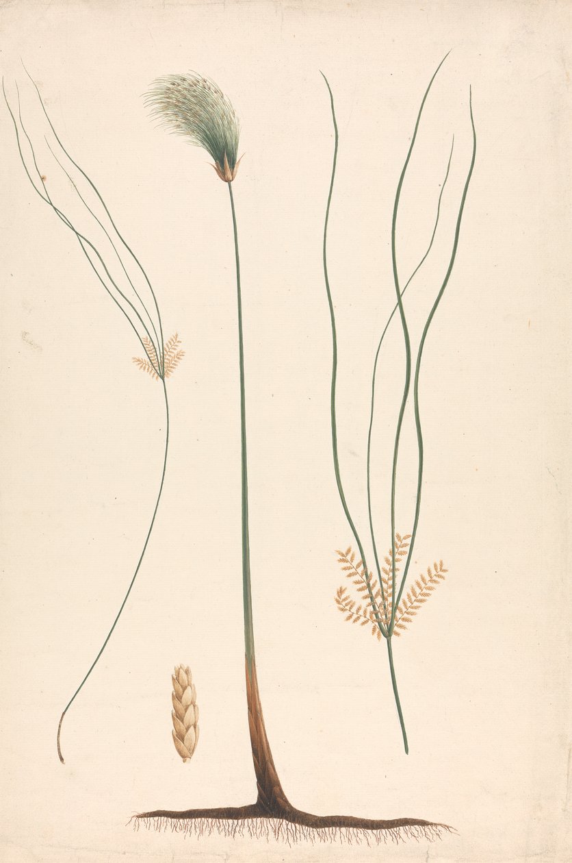 Cyperus papyrus L. (Papirüs Sazlığı): solda ve sağda çiçek salkımına ait ayrıntılarla birlikte buhar ve çiçekli başın tamamlanmış çizimi by Luigi Balugani