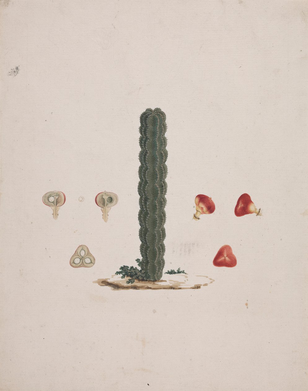 Euphorbia abyssinica JF Gmel. (Ethiopian Tree-Spurge): bütün ve parçalanmış meyvelerin detaylarıyla birlikte tek bir gövdenin tamamlanmış çizimi by Luigi Balugani