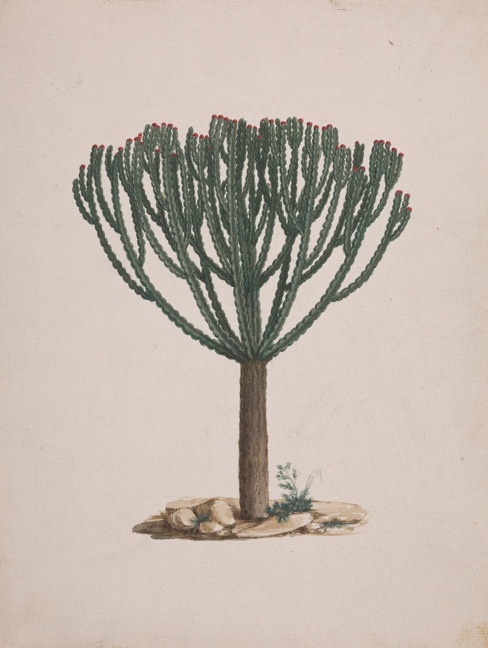 Euphorbia abyssinica JF Gmel. (Ethiopian Tree-Spurge): ağacın alışkanlığının çizimi tamamlandı by Luigi Balugani
