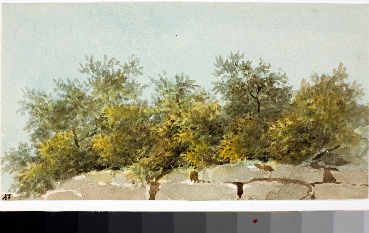 Zeytin, Ligurya Ülkesi (Suluboya, yaklaşık 1825) by Luigi Garibbo