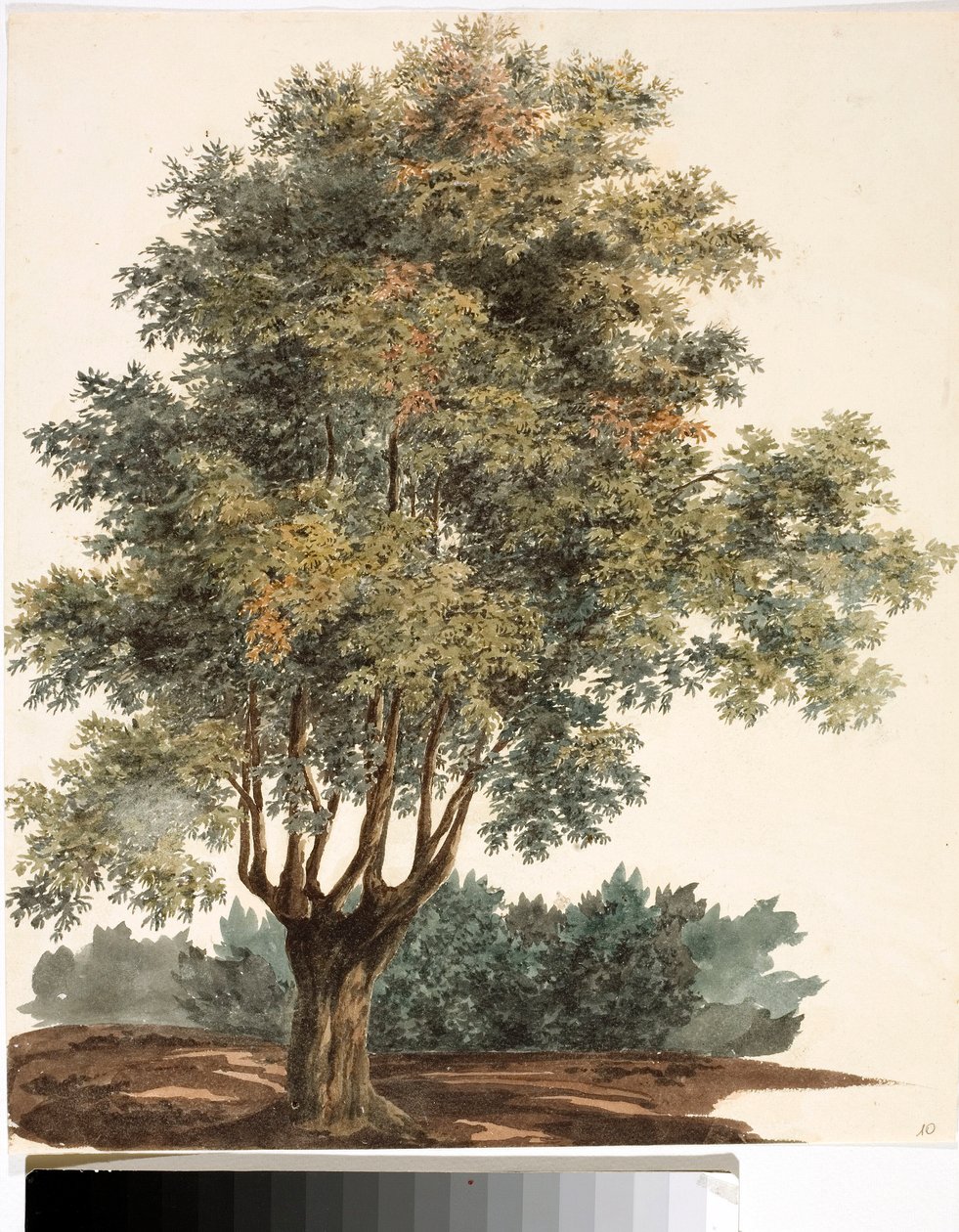 Ağaç (Suluboya, yaklaşık 1825) by Luigi Garibbo