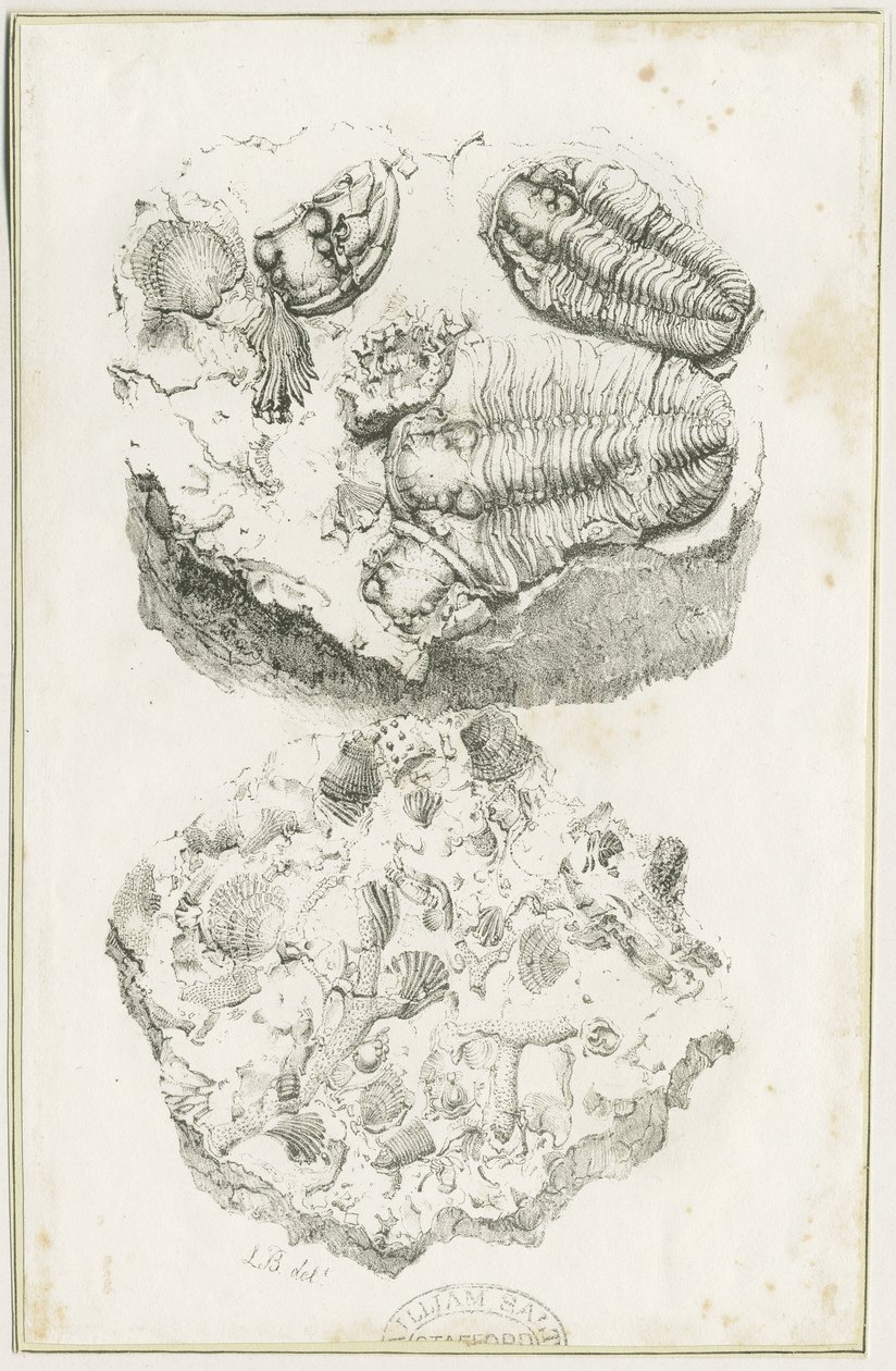 Dudley - Fosiller: litografi, nd [c 1825] (baskı) by Luke Booker