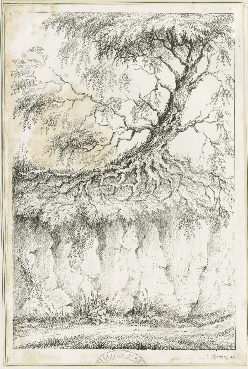 Dudley - Ağaç: litografi, nd [c 1825] (baskı) by Luke Booker