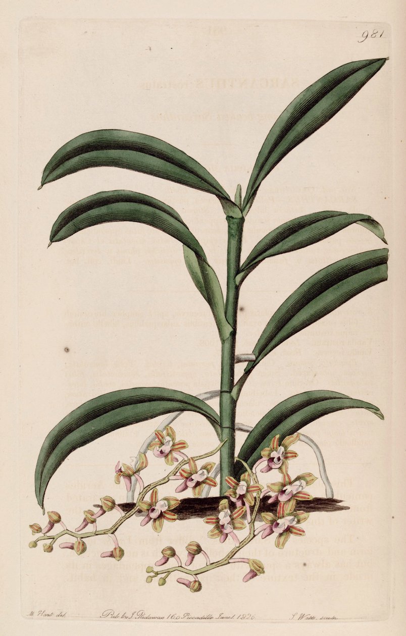 Cleisostoma recurvum