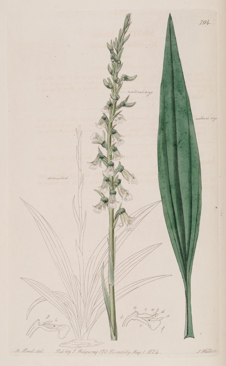 Cyclopogon bicolor çizimi (sensin. Neottia bicolor olarak) by M. Hart