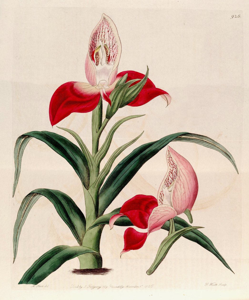 Disa uniflora