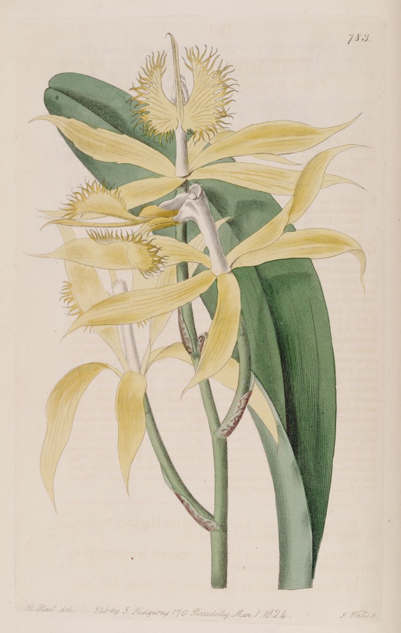 Epidendrum ciliare çizimi (asyn. Epidendrum cuspidatum) by M. Hart