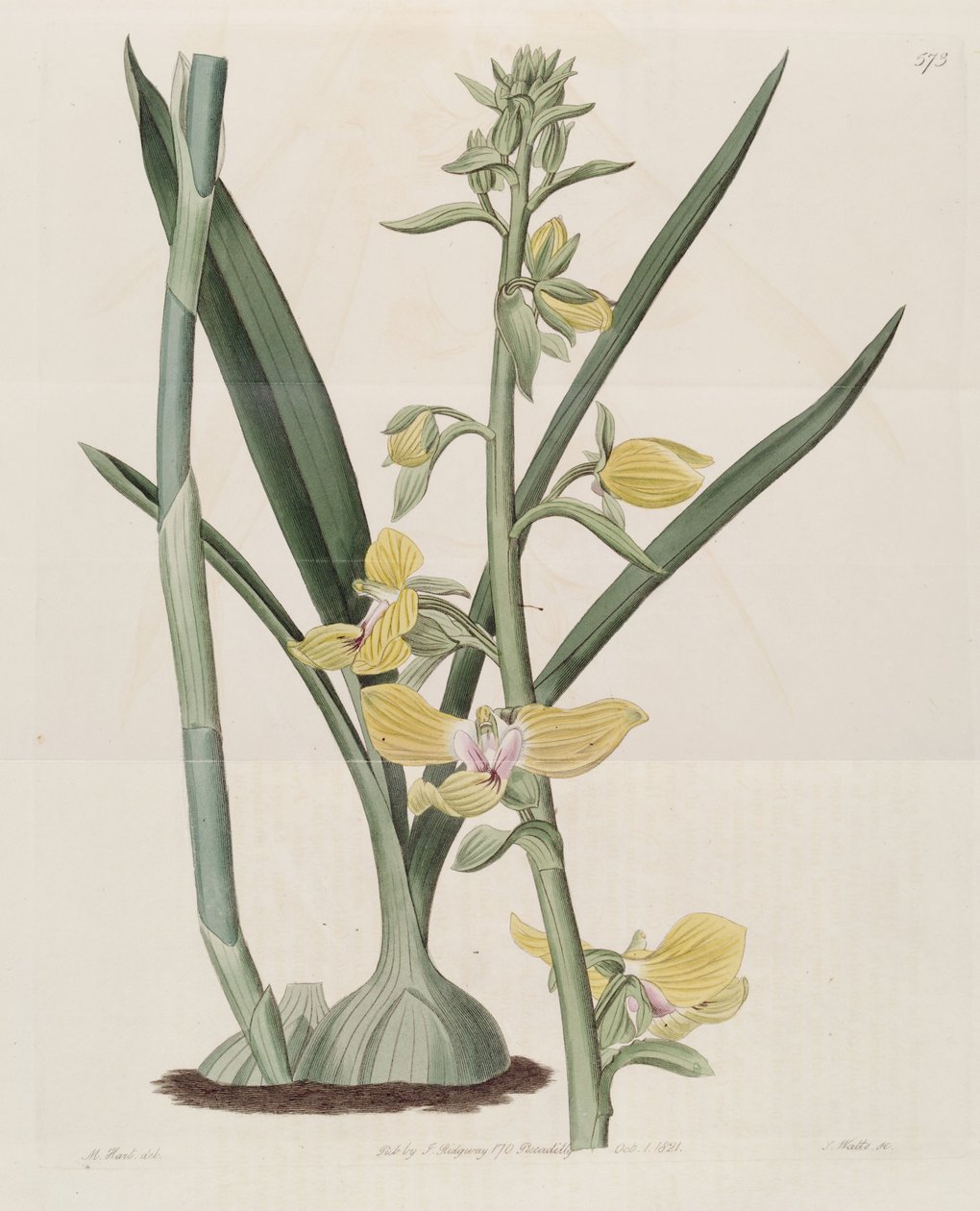 Тасвири Disa bracteata by M. Hart