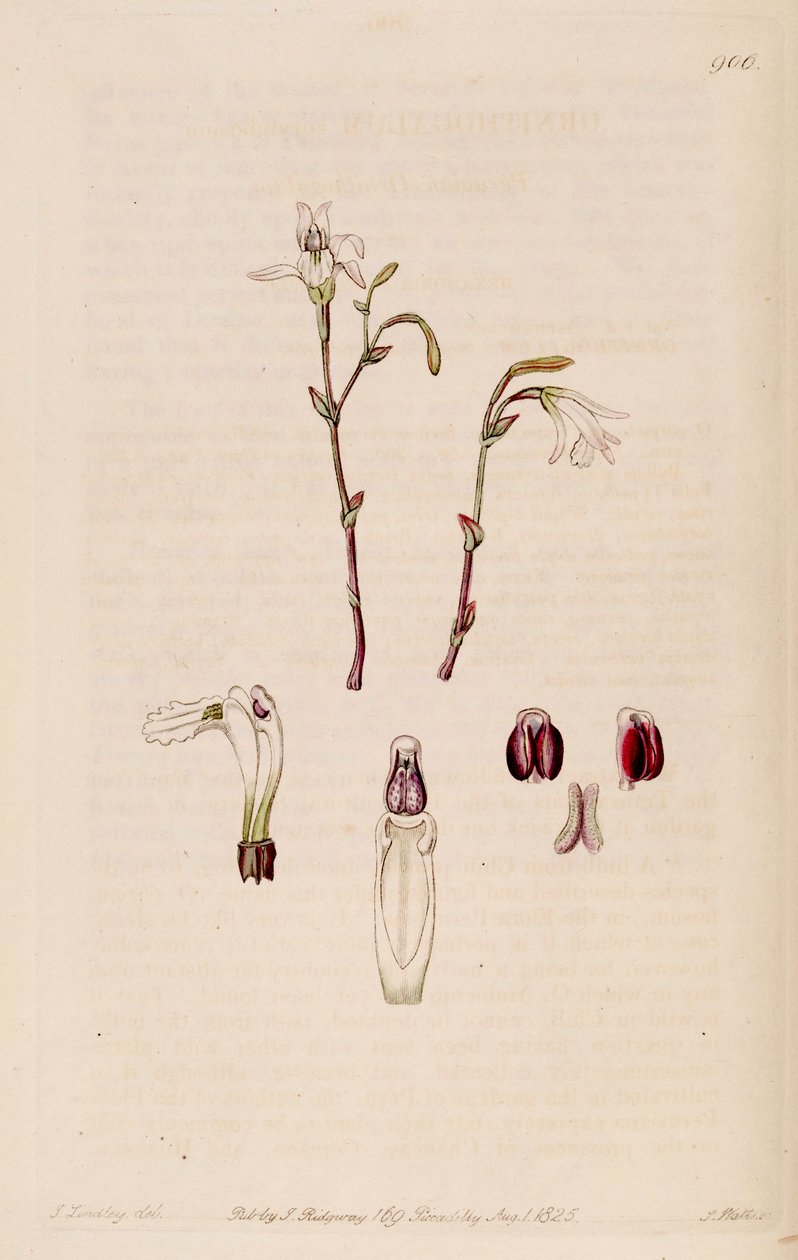 Pogonia ophioglossoides'in çizimi (sin. Pogonia pendula olarak) by M. Hart