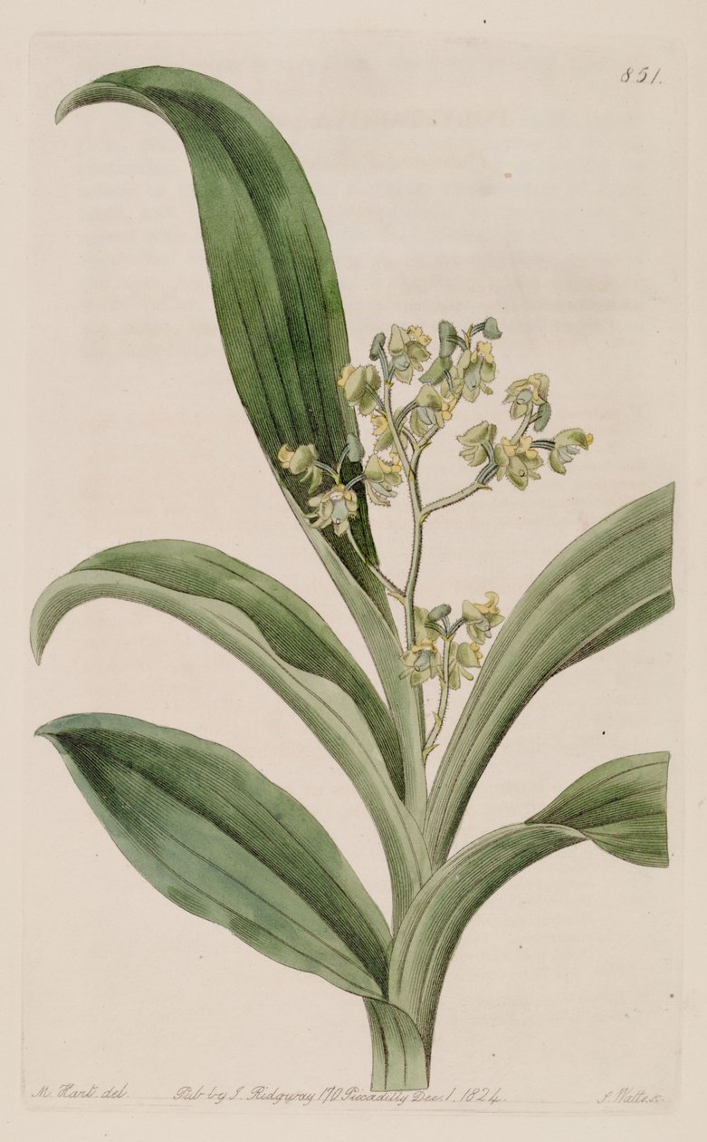 Polystachya puberula çizimi by M. Hart