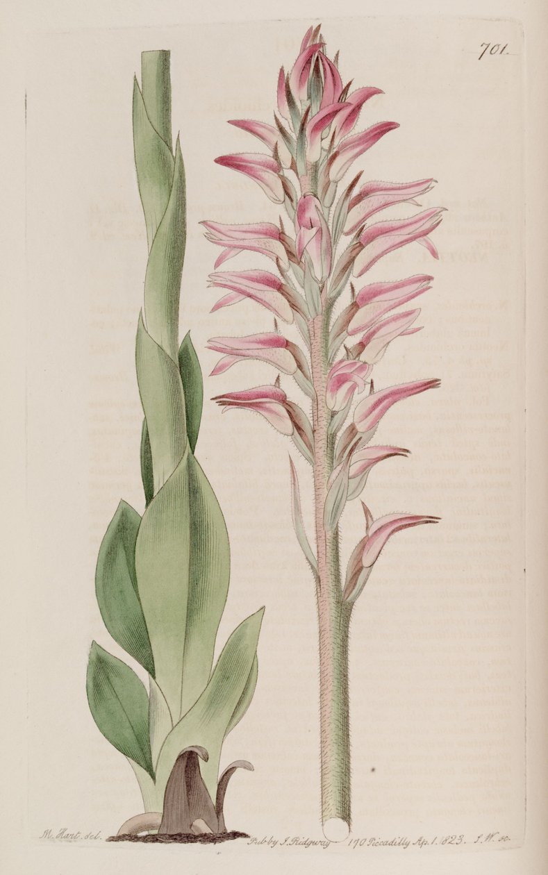 Sacoila lanceolata