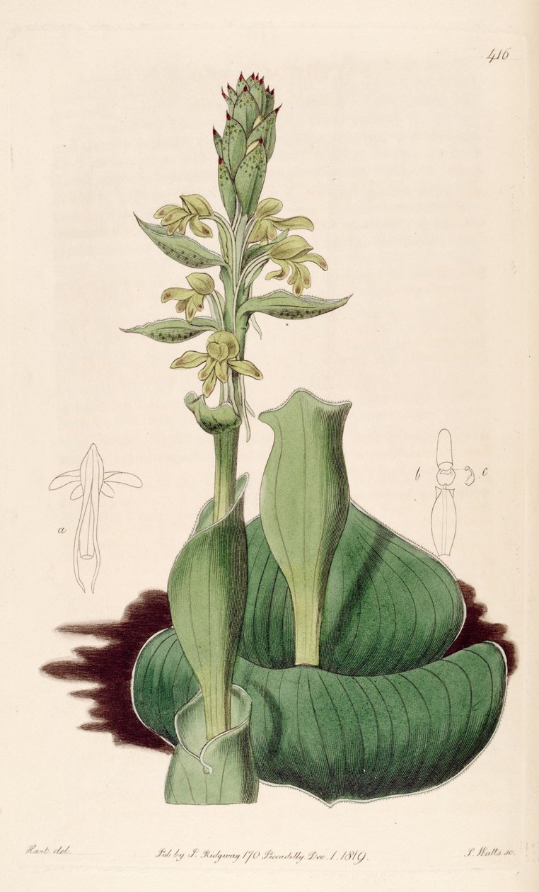Satyrium bicorne çizimi (asyn. Satyrium cucullatum) by M. Hart