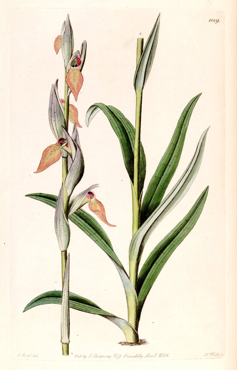 Serapias cordigera çizimi by M. Hart