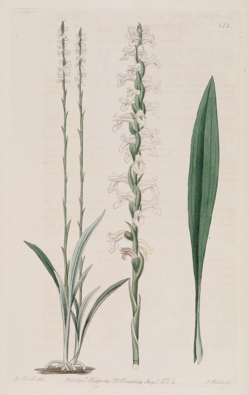 Spiranthes cernua çizimi by M. Hart