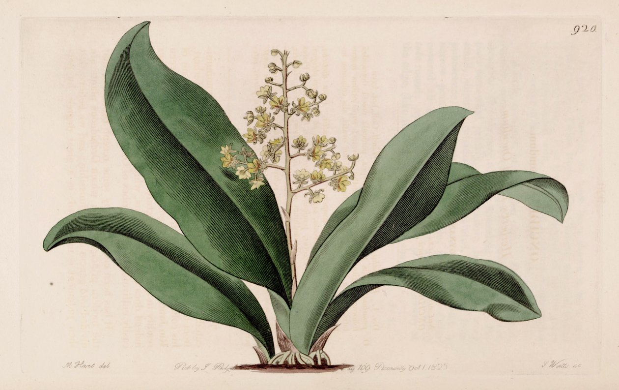 Trichocentrum pumilum