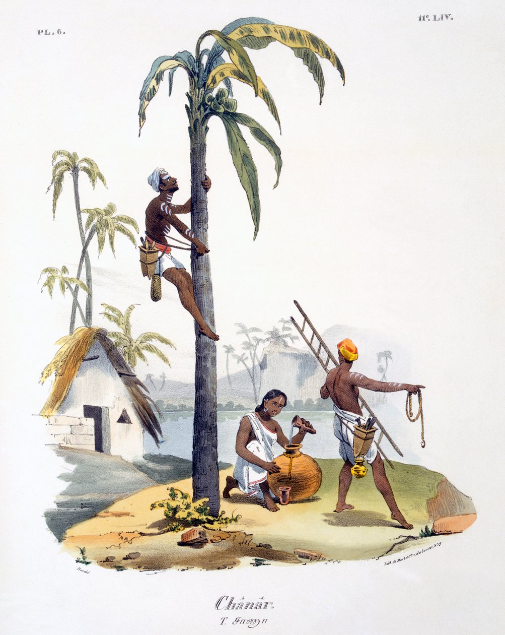Palmiye ağacına tırmanan Nadar kastından bir adam, 1827-35 by M.E. Burnouf
