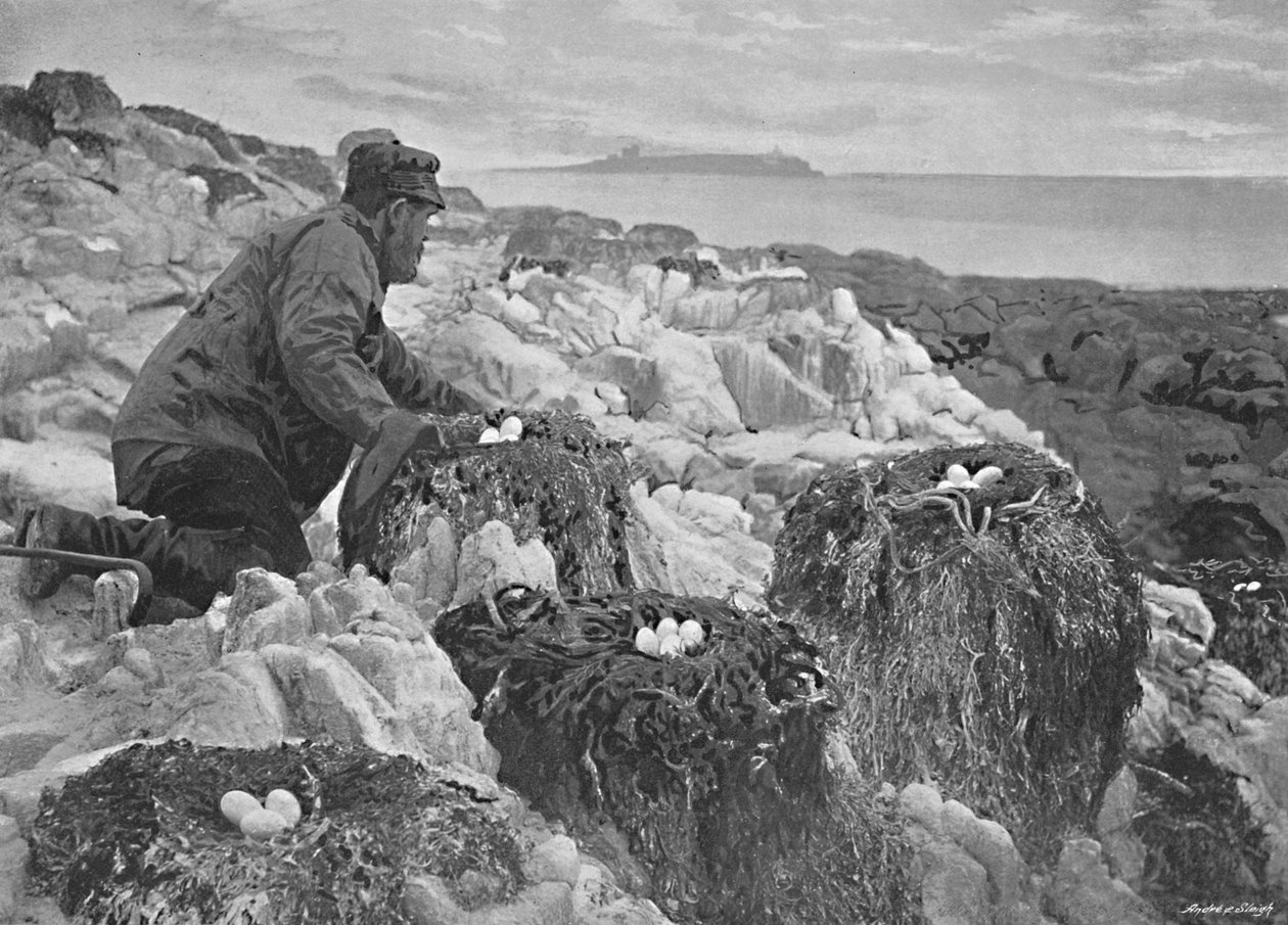Karabatak Yuvaları, Farne Adaları, c1896 by M. Aunty