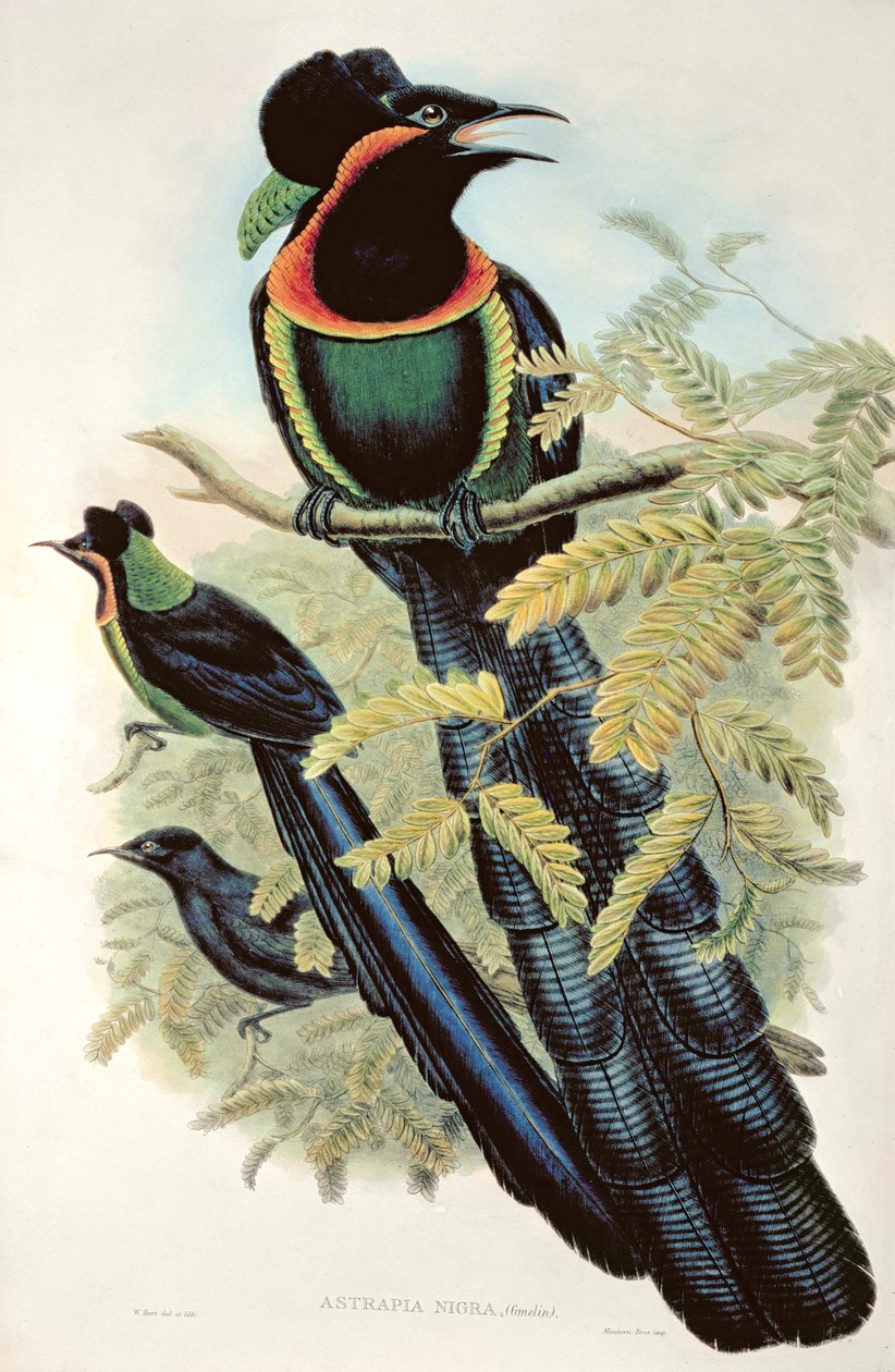 Arfak Astrapia, Astrapia Nigra - Cennet Kuşu by M. Hart
