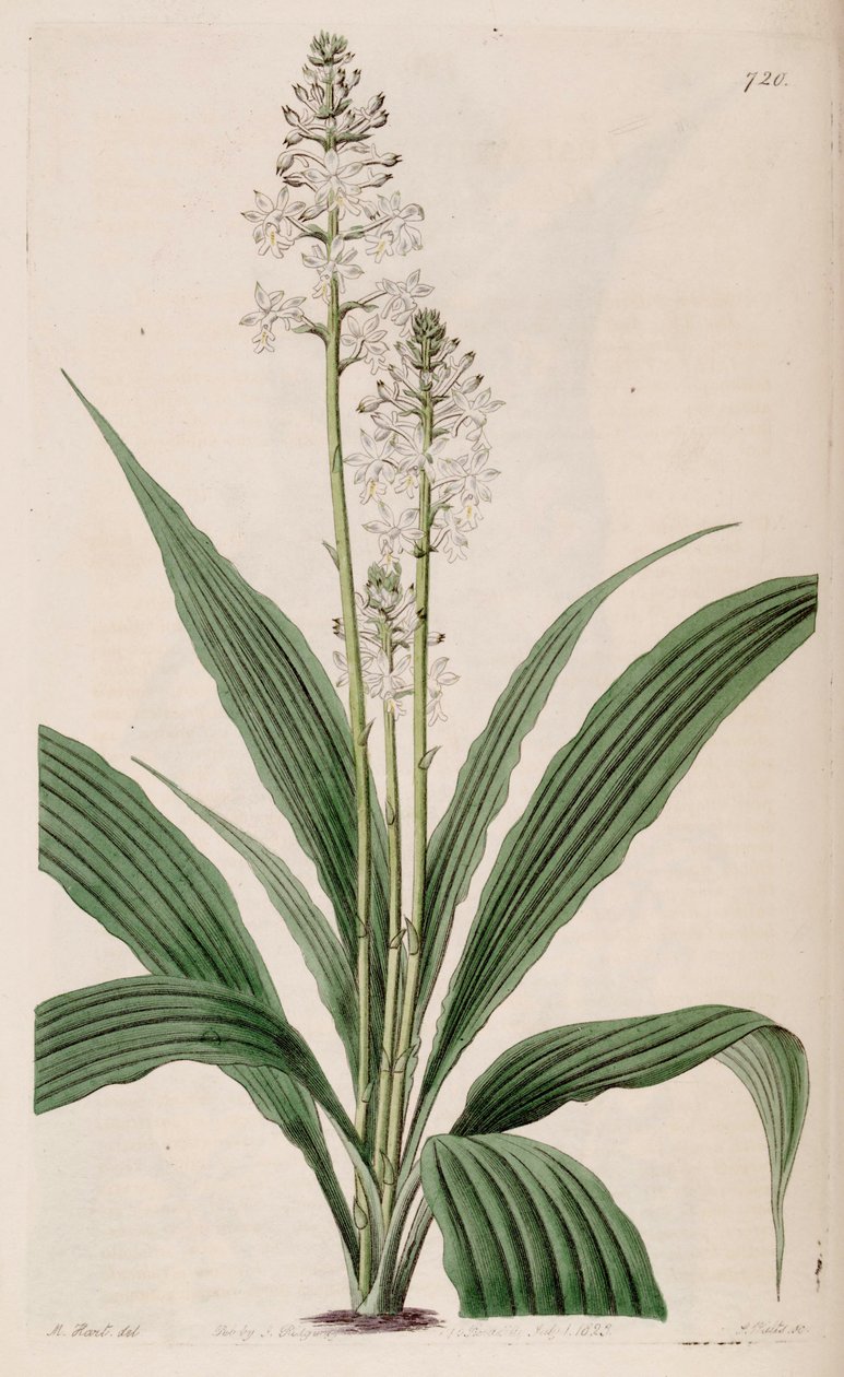 Calanthe triplicata