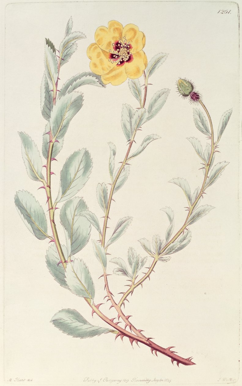 Gül: Botanik Kayıtlarından Farsça, 1829