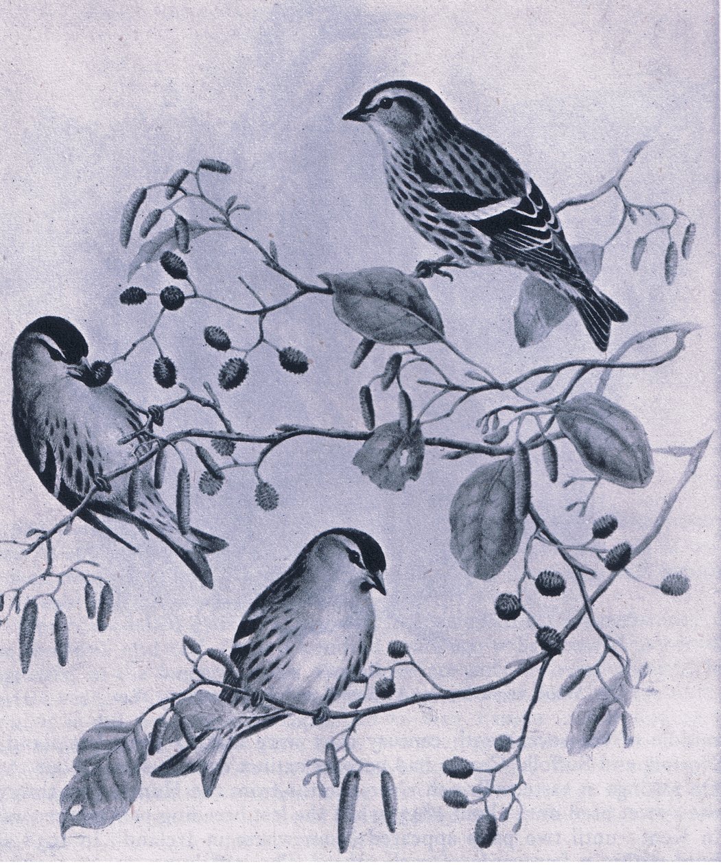 Siskins, İngiltere