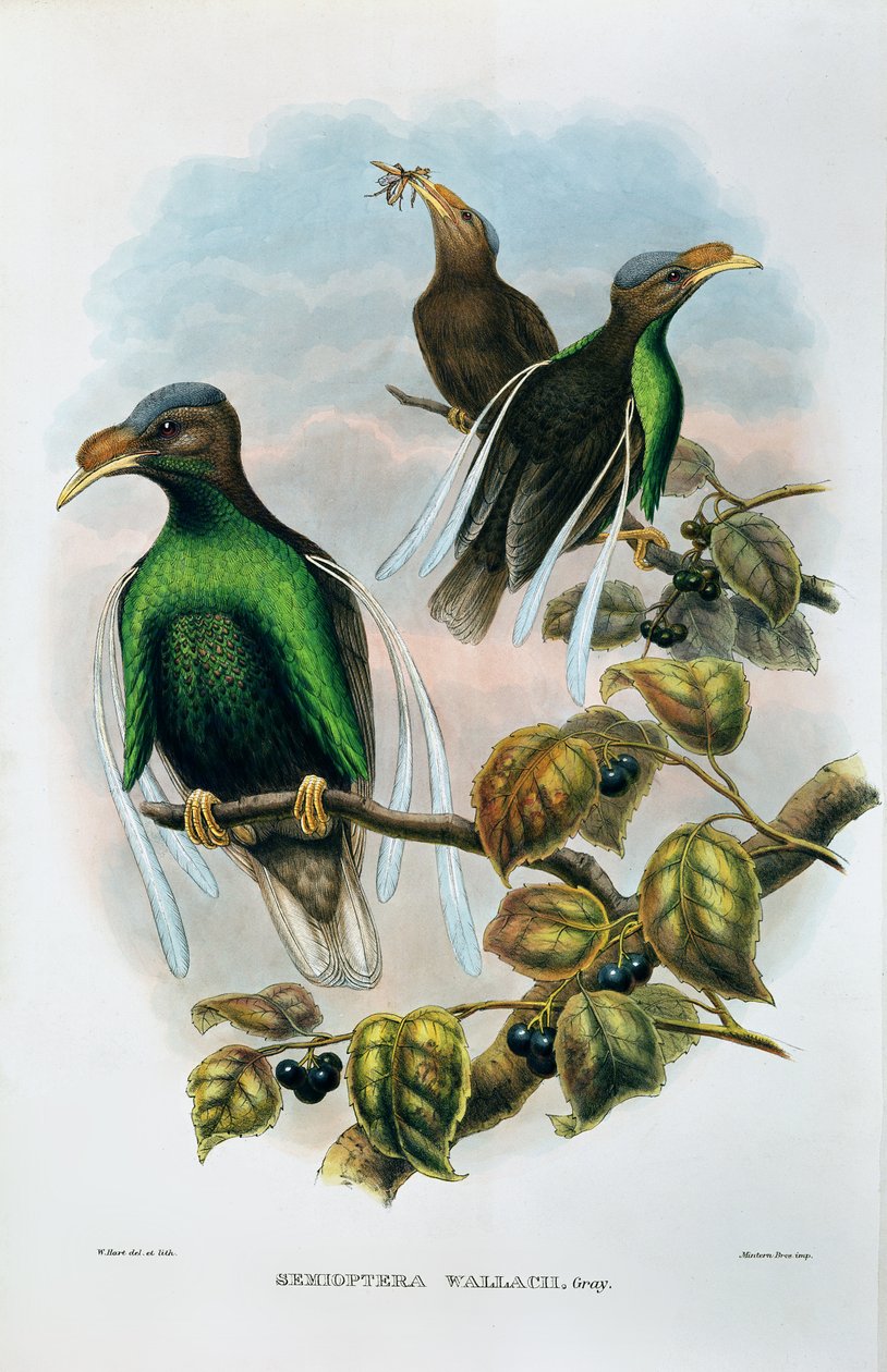 Wallace'ın Standart Kanat Semioptera Wallecei by M. Hart