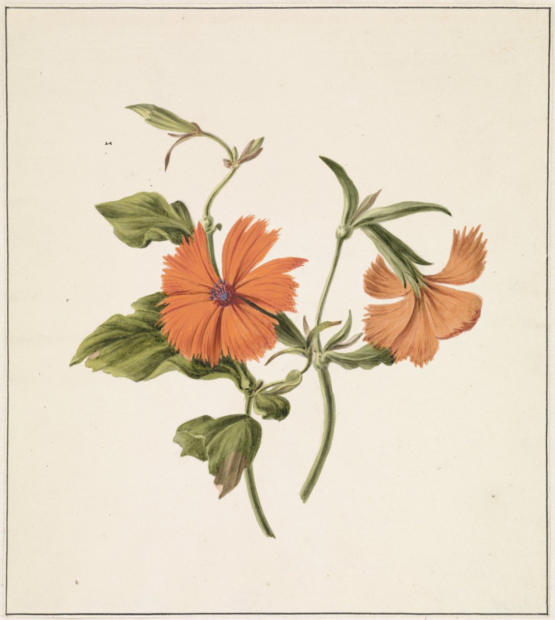 Sarı Çin Gülü (Rosa Chinensis Lutea) by M. de Gijselaar
