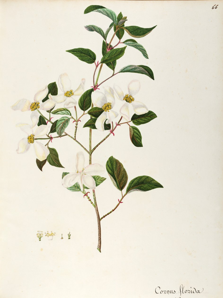 Çiçekli Kızılcık (Cornus florida), Mısırgiller, Kuzey Amerika