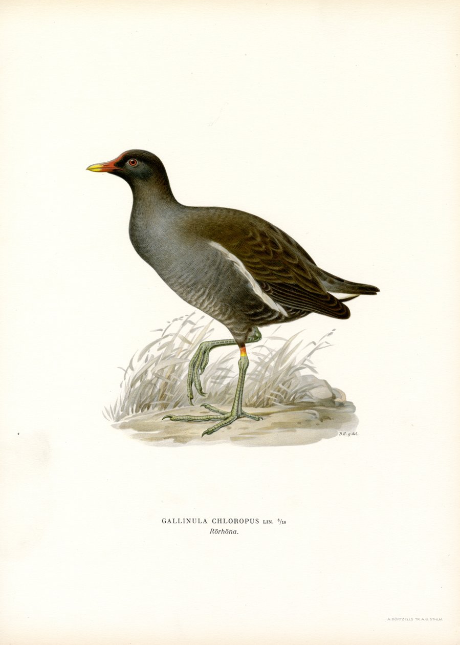 Ortak Moorhen (renkli taş) by Magnus Ferdinand and Wilhelm von Wright