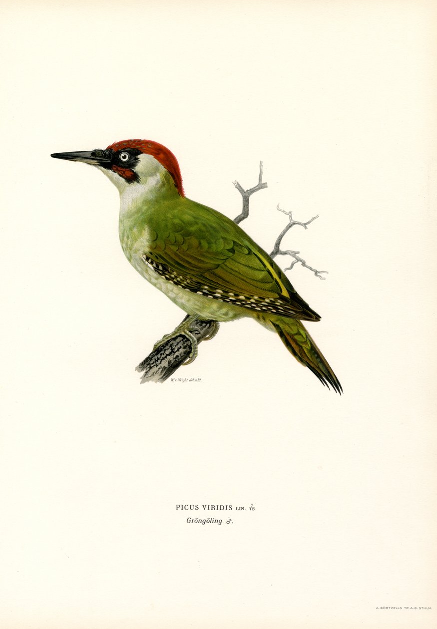 Yeşil Ağaçkakan (renkli taş) by Magnus Ferdinand and Wilhelm von Wright
